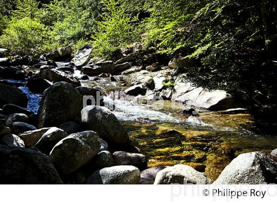 LA DOURBIE, TORRENT DE MONTAGNE DANS LE  MASSIF DE L'  AIGOUAL ,  CEVENNES , COMMUNE DE DOURBIES, GARD. (30F00403.jpg)