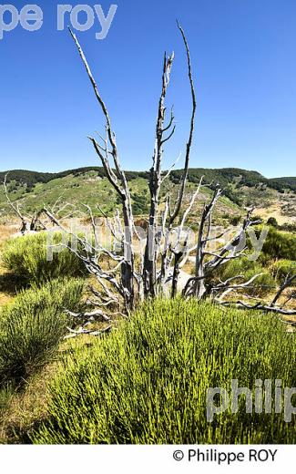 SOUCHE DE GENEVRIER    ET PAYSAGE DU MASSIF DE L'  AIGOUAL ,  CEVENNES , COMMUNE DE DOURBIES, GARD. (30F00430.jpg)