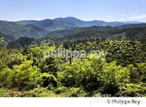 PANORAMA SUR LE  MASSIF DE L' AIGOUAL DEPUIS LA CORNICHE DES CEVENNES , SAINT JEAN DU GARD. (30F00929.jpg)