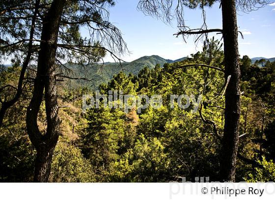 PANORAMA SUR LE  MASSIF DE L' AIGOUAL DEPUIS LA CORNICHE DES CEVENNES , SAINT JEAN DU GARD. (30F00930.jpg)