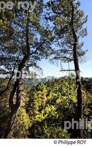 PANORAMA SUR LE  MASSIF DE L' AIGOUAL DEPUIS LA CORNICHE DES CEVENNES , SAINT JEAN DU GARD. (30F00931.jpg)