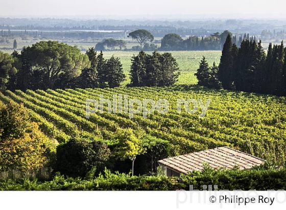 CHATEAU VALCOMBE, VIN DES  COSTIERE DE NIMES, GENERAC, GARD, LANGUEDOC. (30F01935.jpg)