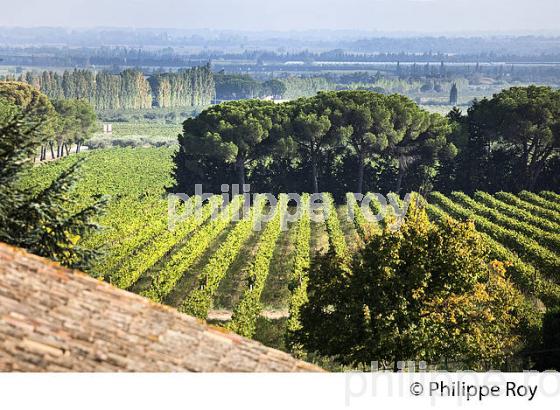 CHATEAU VALCOMBE, VIN DES  COSTIERE DE NIMES, GENERAC, GARD, LANGUEDOC. (30F01936.jpg)