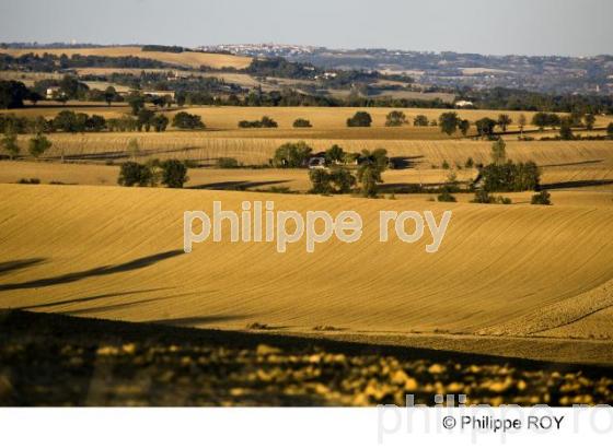 Saint Flix Lauragais - Haute Garonne (31F01103.jpg)