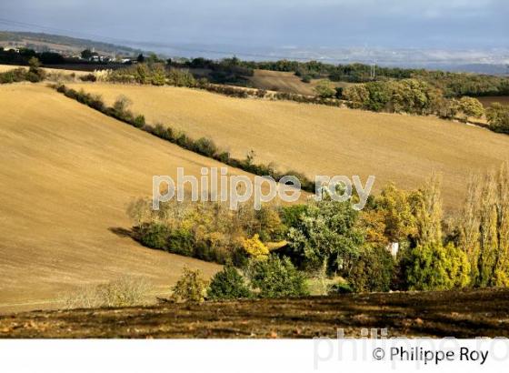 PAYSAGE AGRICOLE  DU VOLVESTRE, VALLEE DE LA GARONNE, HAUTE-GARONNE. (31F03428.jpg)