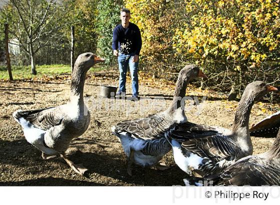 ELEVAGE D' OIES EN PLEIN AIR, POUR FOIE GRAS, GERS, GASCOGNE. (32F00515.jpg)