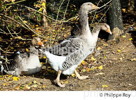 ELEVAGE D' OIES EN PLEIN AIR, POUR FOIE GRAS, GERS, GASCOGNE. (32F00517.jpg)