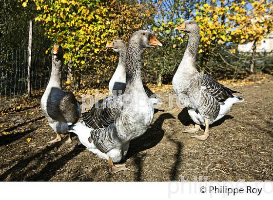 ELEVAGE D' OIES EN PLEIN AIR, POUR FOIE GRAS, GERS, GASCOGNE. (32F00522.jpg)