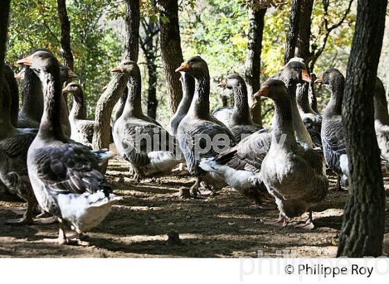 ELEVAGE D' OIES EN PLEIN AIR, POUR FOIE GRAS, GERS, GASCOGNE. (32F00534.jpg)