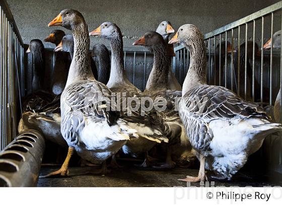 ELEVAGE D' OIES EN PLEIN AIR, POUR FOIE GRAS, GERS, GASCOGNE. (32F00602.jpg)