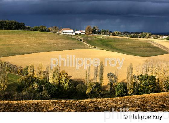 PAYSAGE AGRICOLE DE GASCOGNE, A L' AUTOMNE,  GERS. (32F00617.jpg)