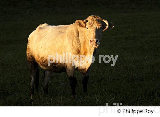 VACHE BLONDE D' AQUITAINE ET PAYSAGE  AGRICOLE DE GASCOGNE, GERS. (32F00629.jpg)