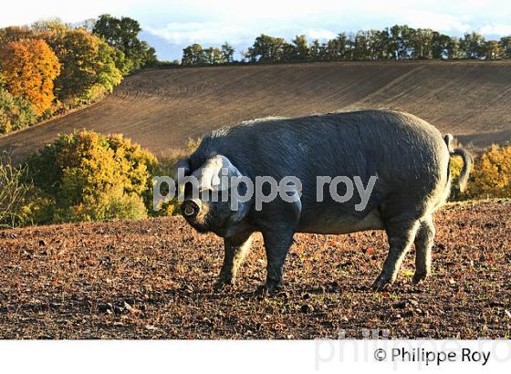 ELEVAGE PORC NOIR DE BIGORRE EN LIBERTE, GERS, GASCOGNE. (32F00704.jpg)