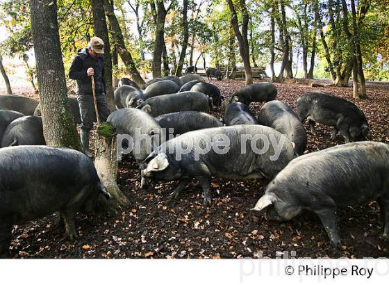 PIERRE GRAU, ELEVEUR DE  PORC NOIR DE BIGORRE EN LIBERTE, GERS, GASCOGNE. (32F00725.jpg)