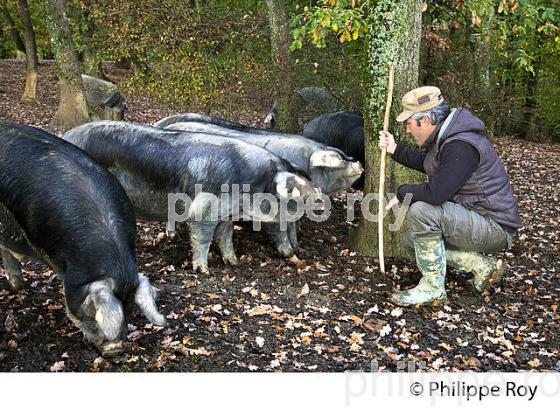 PIERRE GRAU, ELEVEUR DE  PORC NOIR DE BIGORRE EN LIBERTE, GERS, GASCOGNE. (32F00727.jpg)