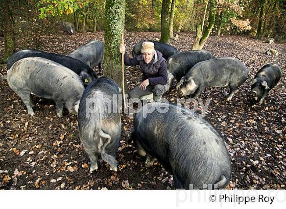 PIERRE GRAU, ELEVEUR DE  PORC NOIR DE BIGORRE EN LIBERTE, GERS, GASCOGNE. (32F00731.jpg)