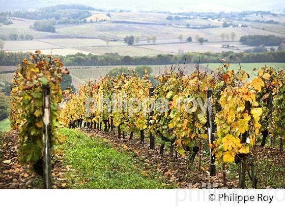 VIGNOBLE DE MADIRAN, A L' AUTOMNE, CHATEAU MONTUS, GERS. (32F01126.jpg)