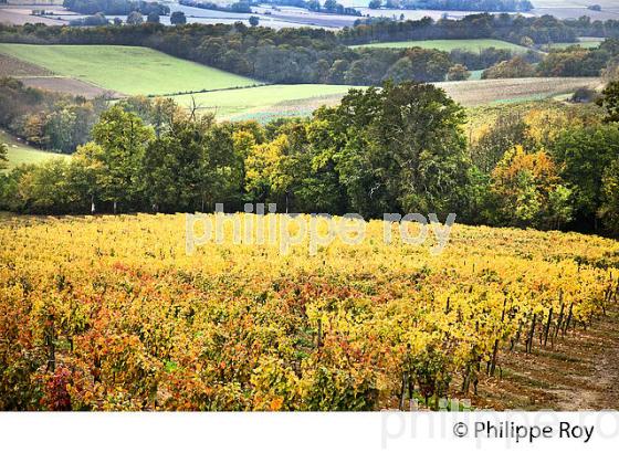 VIGNOBLE DE MADIRAN, A L' AUTOMNE, CHATEAU MONTUS, GERS. (32F01127.jpg)