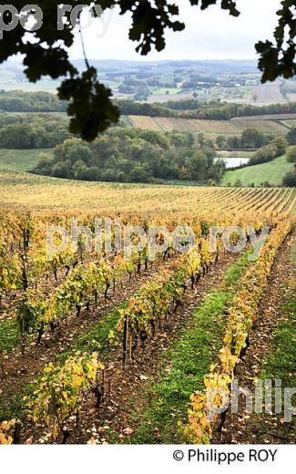 VIGNOBLE DE MADIRAN, A L' AUTOMNE, CHATEAU MONTUS, GERS. (32F01130.jpg)