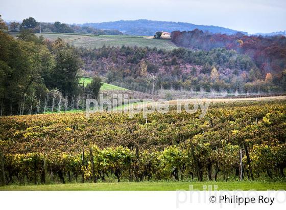 VIGNOBLE D' ARMAGNAC,  CHATEAU DE LAUBADE, SORBETS,  BAS-ARMAGNAC, GERS. (32F01210.jpg)