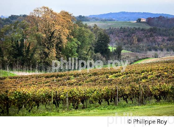 VIGNOBLE D' ARMAGNAC,  CHATEAU DE LAUBADE, SORBETS,  BAS-ARMAGNAC, GERS. (32F01211.jpg)
