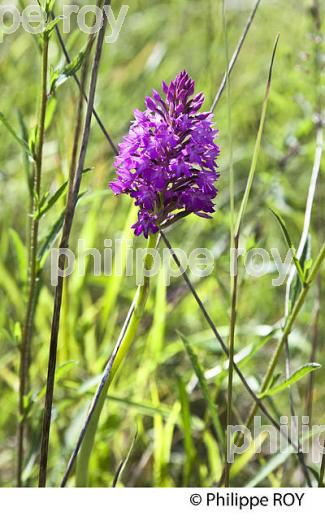 CHEMIN DES ORCHIDEES,  GERS,  GASCOGNE. (32F02009.jpg)
