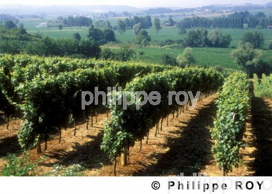 Vignoble du Gers (32V00101.jpg)