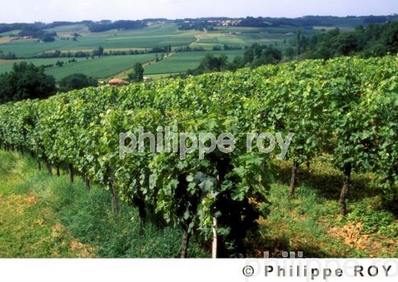 Vignoble du gers (32V00102.jpg)