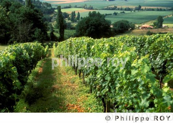 Vignoble du gers (32V00103.jpg)