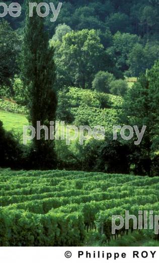 Vignoble du gers (32V00107.jpg)