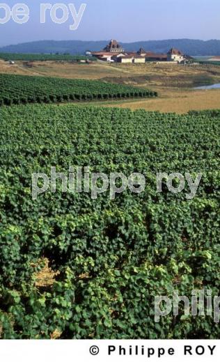 Le vignoble de Madiran (32V00108.jpg)