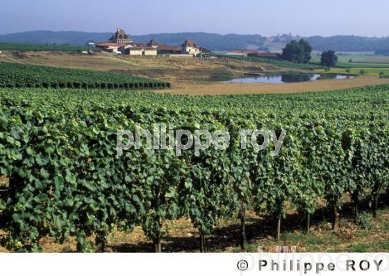 Le vignoble de Madiran (32V00109.jpg)