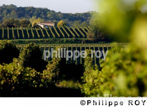 Le vignoble Bordelais (33F03809.jpg)