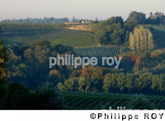 Paysage viticole (33F03829.jpg)