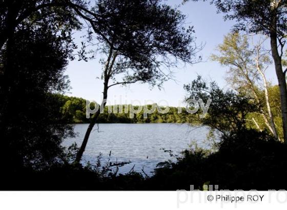 Lac Hourtin - Gironde (33F12204.jpg)