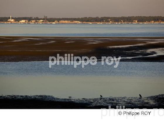 Bassin d' Arcachon - Gironde (33F13738.jpg)