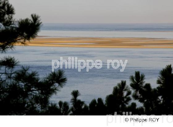 Bassin d' Arcachon - Gironde (33F13740.jpg)