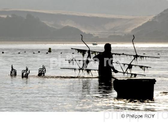 Bassin d' Arcachon - Gironde (33F13822.jpg)