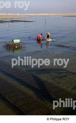 Bassin d' Arcachon - Gironde (33F13824.jpg)