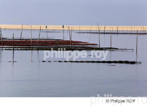 Bassin d' Arcachon - Gironde (33F13912.jpg)