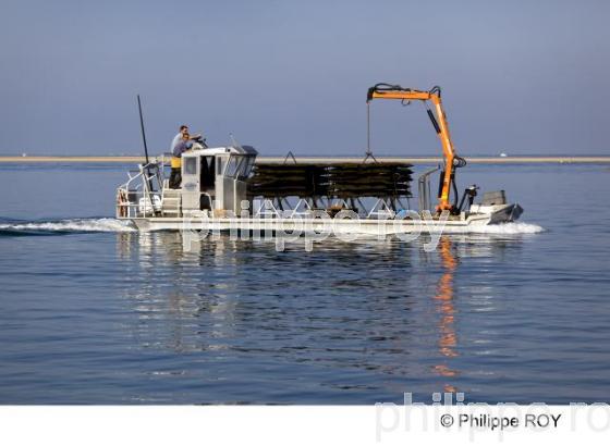 Bassin d' Arcachon - Gironde (33F13915.jpg)