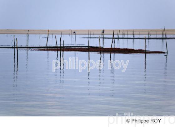 Bassin d' Arcachon - Gironde (33F15336.jpg)