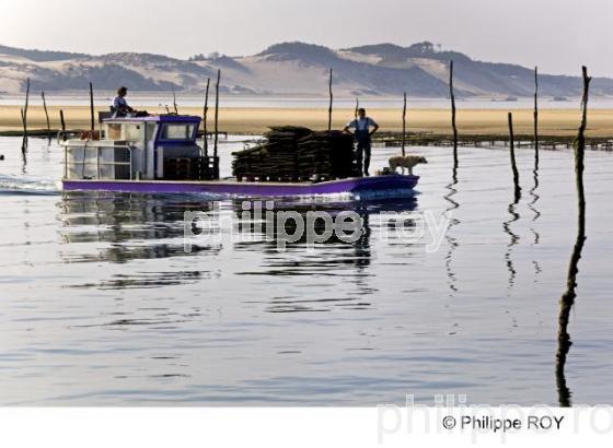Bassin d' Arcachon - Gironde (33F15404.jpg)