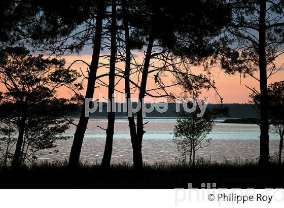 LAC DE LACANAU, MEDOC, COTE ATLANTIQUE. (33F17303.jpg)