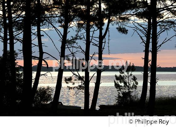 LAC DE LACANAU, MEDOC, COTE ATLANTIQUE. (33F17304.jpg)