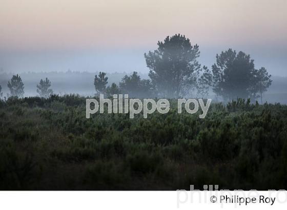 LES LANDES GIRONDINES, MEDOC, COTE ATLANTIQUE , GIRONDE. (33F17318.jpg)