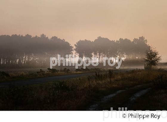 LES LANDES GIRONDINES, MEDOC, COTE ATLANTIQUE , GIRONDE. (33F17320.jpg)