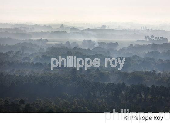 LES LANDES GIRONDINES, MEDOC, COTE ATLANTIQUE , GIRONDE. (33F17321.jpg)