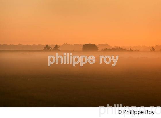 LES LANDES GIRONDINES, MEDOC, COTE ATLANTIQUE , GIRONDE. (33F17324.jpg)