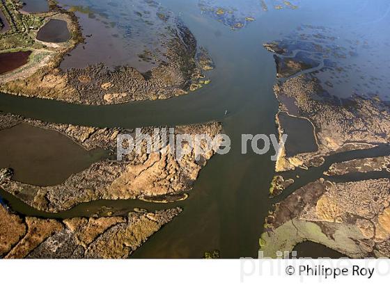 DELTA DE LA LEYRE, BASSIN D ARCACHON , GIRONDE. (33F17339.jpg)